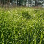 Como Escolher Grama Sintetica para Jardim